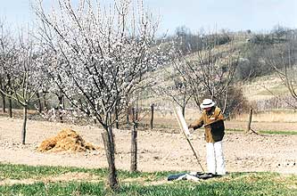 Vitali paint blossoming apricot-trees